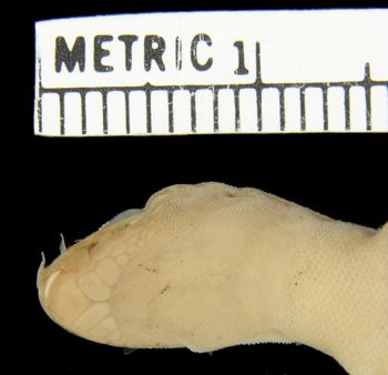 Media type: image;   Herpetology R-47323